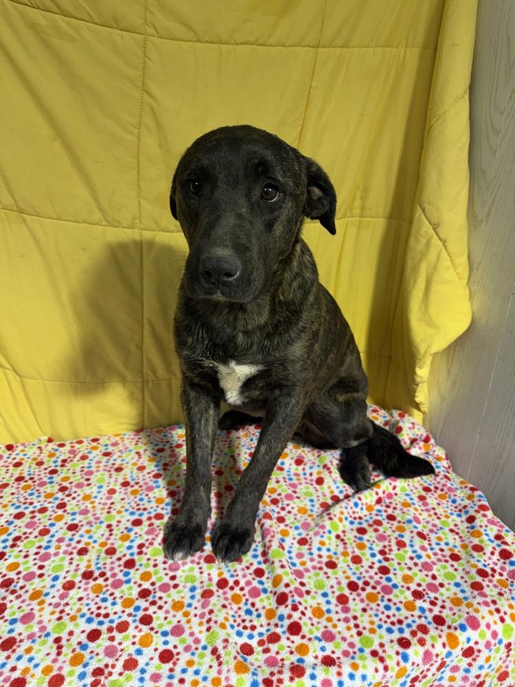 Enlarge Aurora, a Adoptable mixed breed in Opelousas, LA image 2/6
