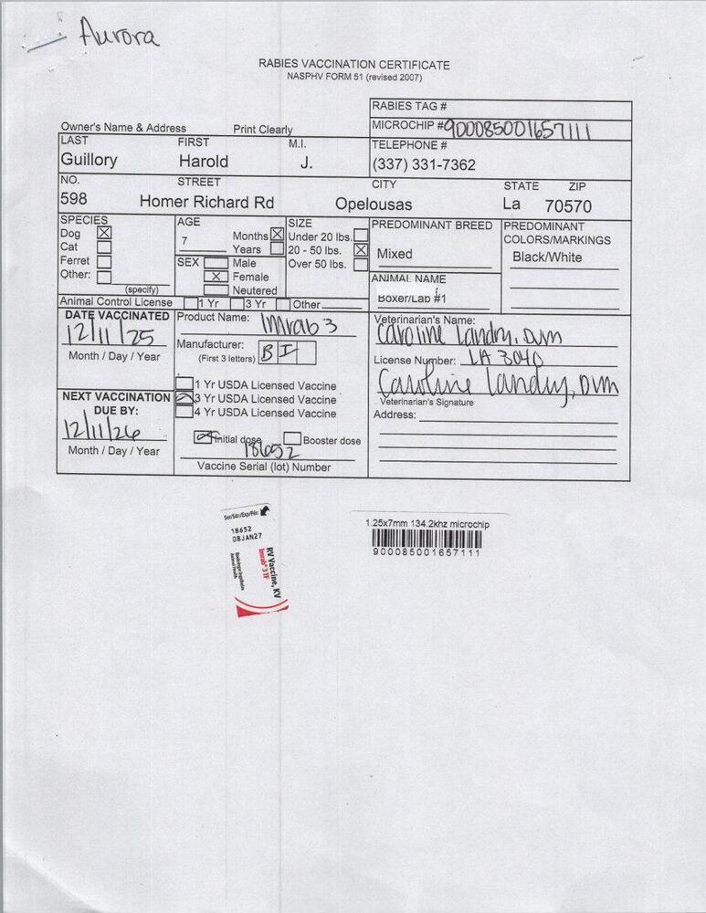 Enlarge Aurora, a Adoptable mixed breed in Opelousas, LA image 3/6