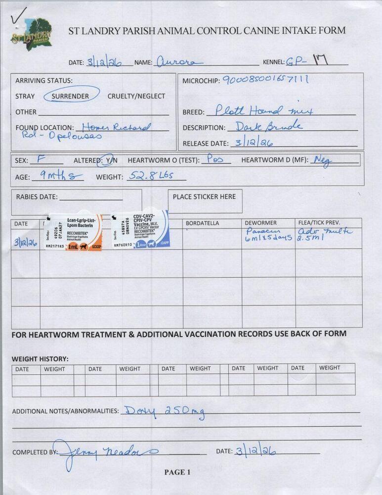 Enlarge Aurora, a Adoptable mixed breed in Opelousas, LA image 4/6