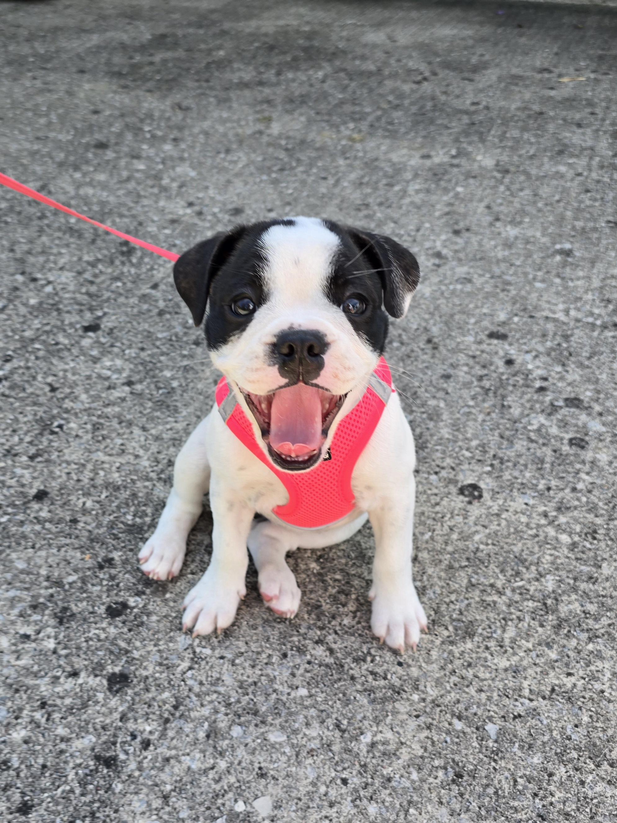 Enlarge Clover, a Adoptable mixed breed in Chatsworth, ON image 2/6