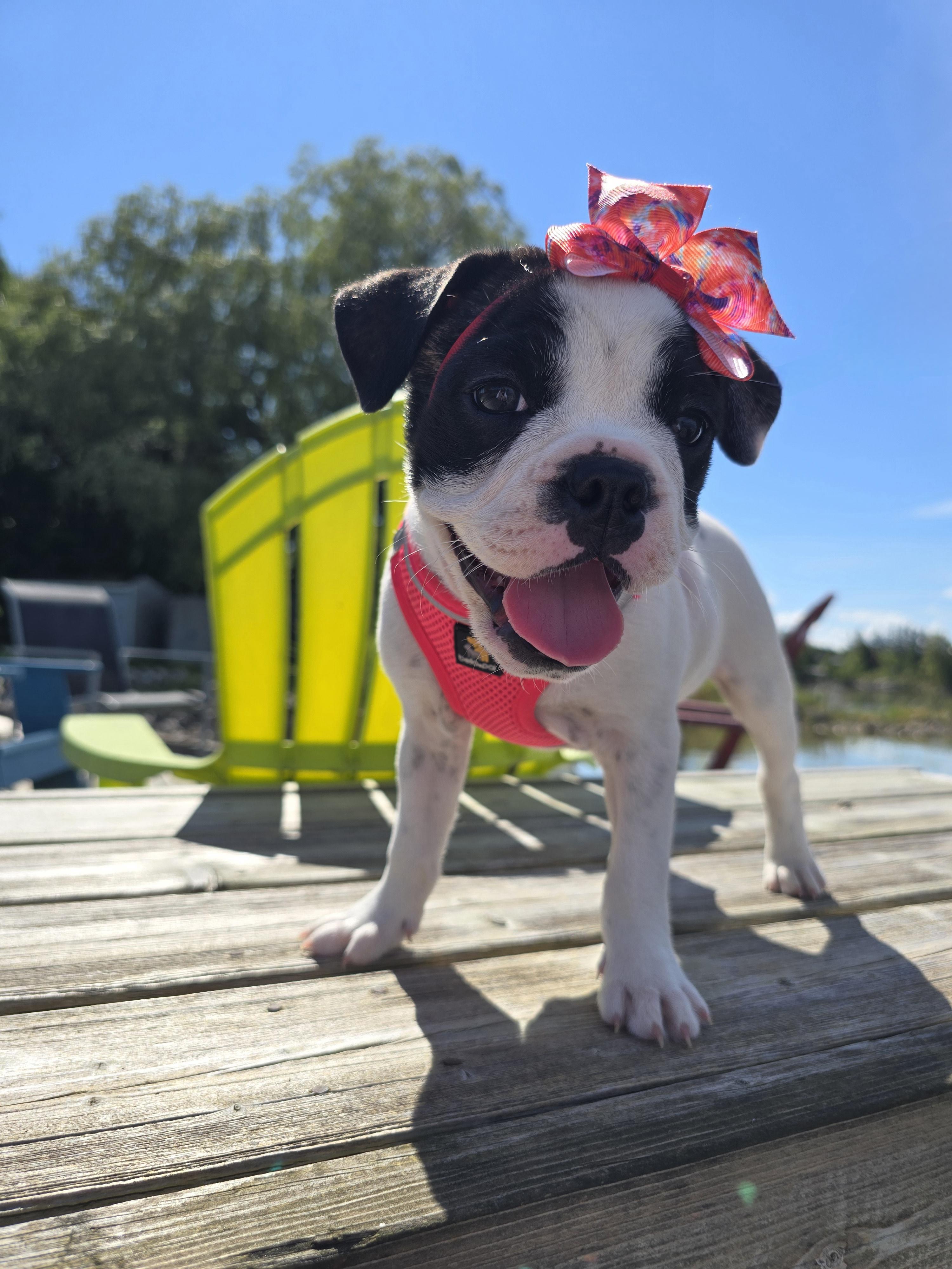 Clover, Adoptable, Puppy Female Bulldog & Mixed Breed.