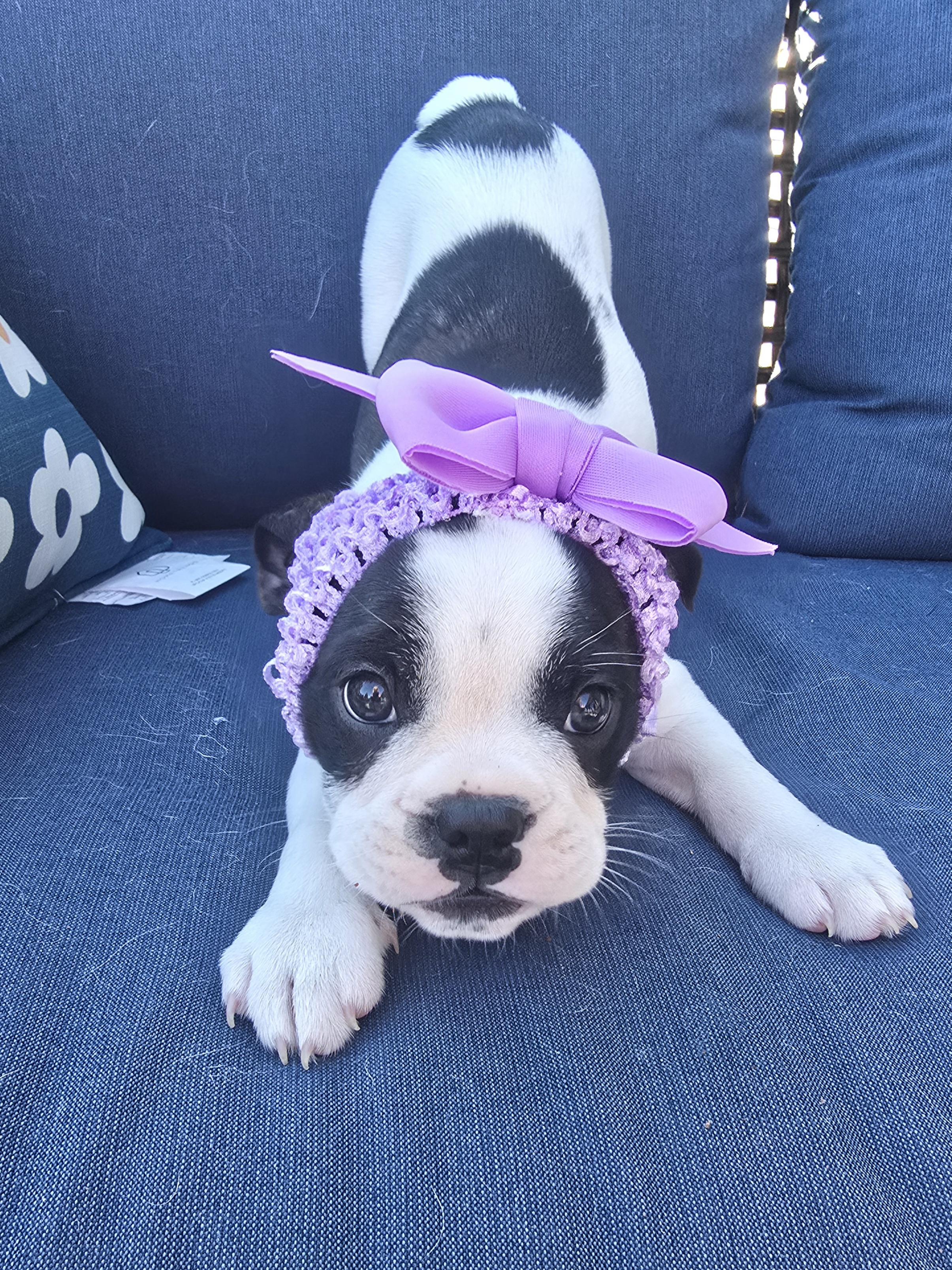 Enlarge Clover, a Adoptable mixed breed in Chatsworth, ON image 4/6