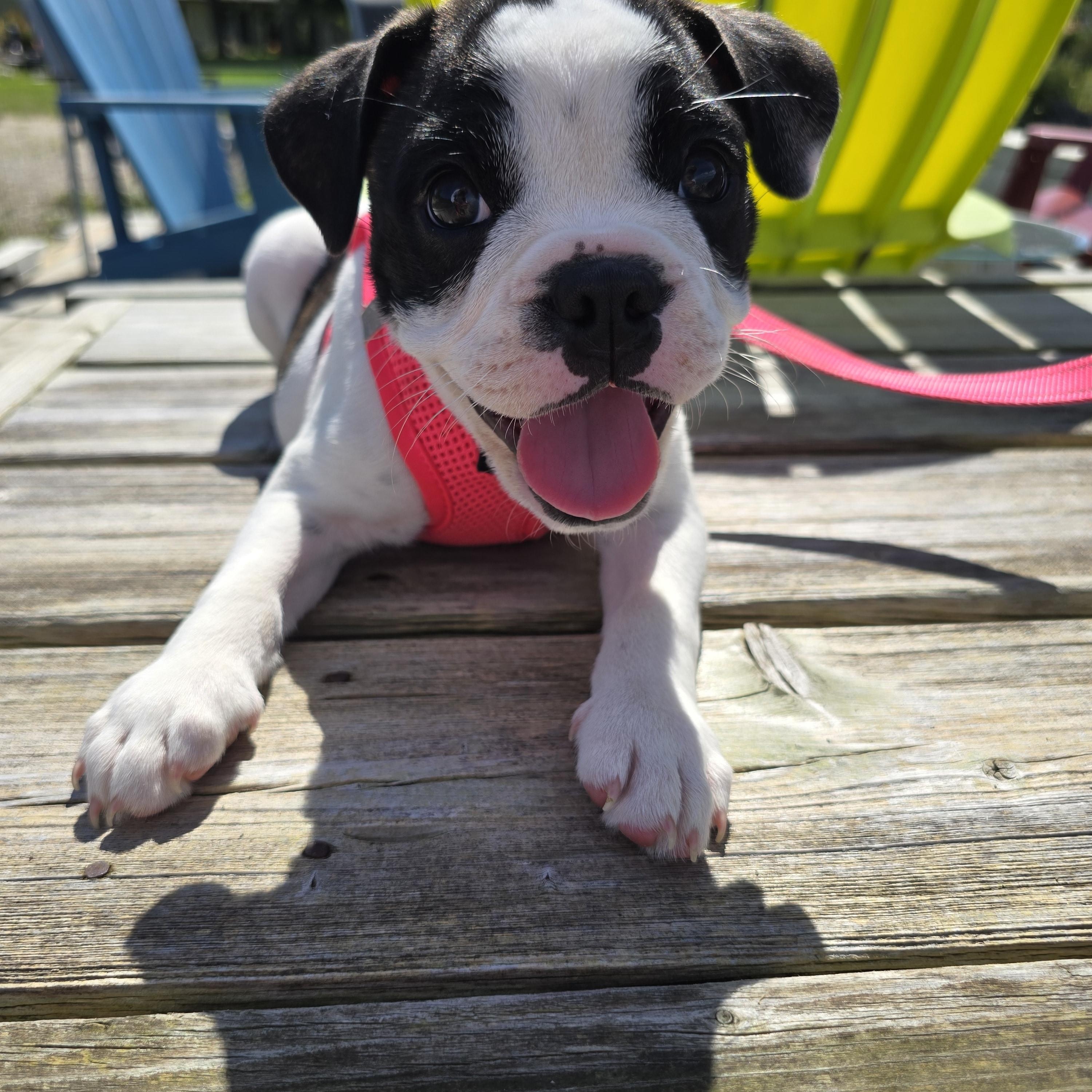 Enlarge Clover, a Adoptable mixed breed in Chatsworth, ON image 3/6