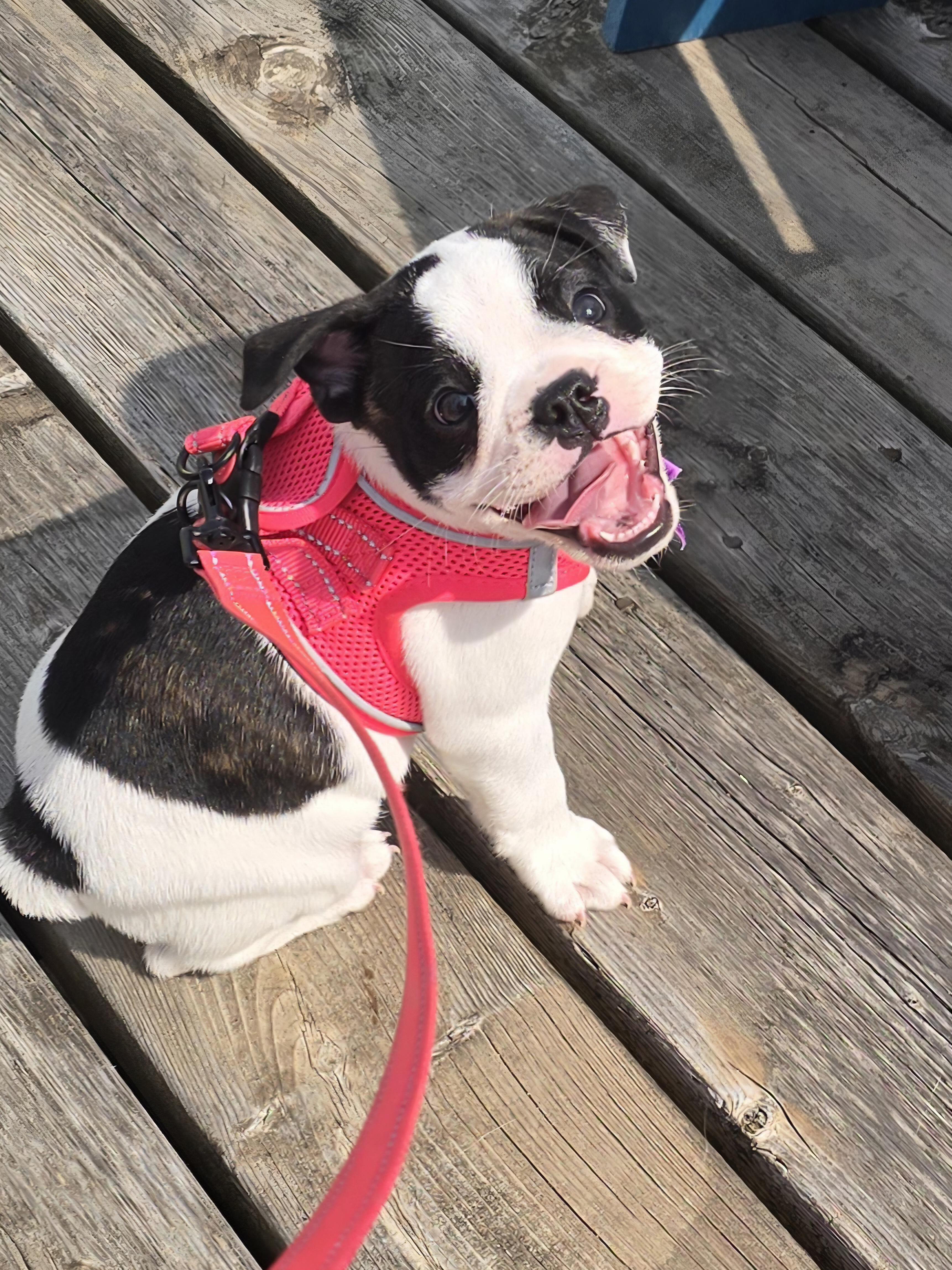 Enlarge Clover, a Adoptable mixed breed in Chatsworth, ON image 6/6