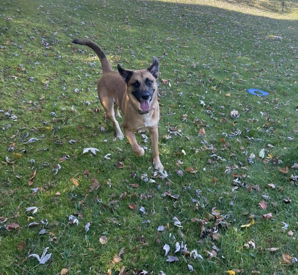 Thor (fka Spunky), Adoptable, Adult Male Mixed Breed.