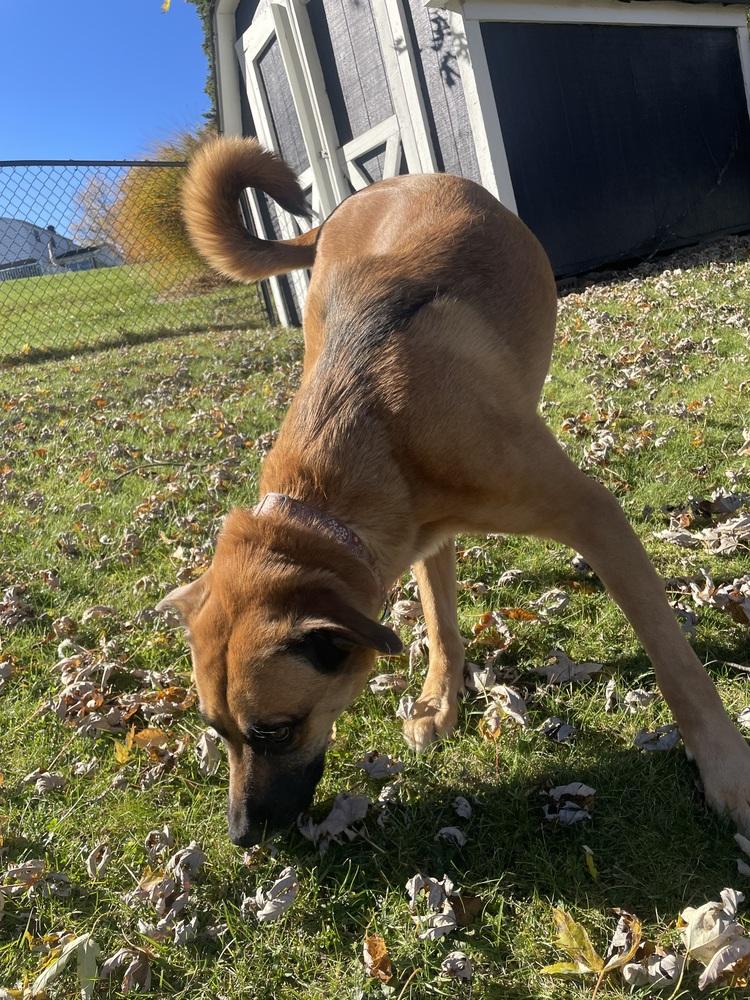 Enlarge Thor (fka Spunky), a Adoptable mixed breed in Springdale, PA image 2/6