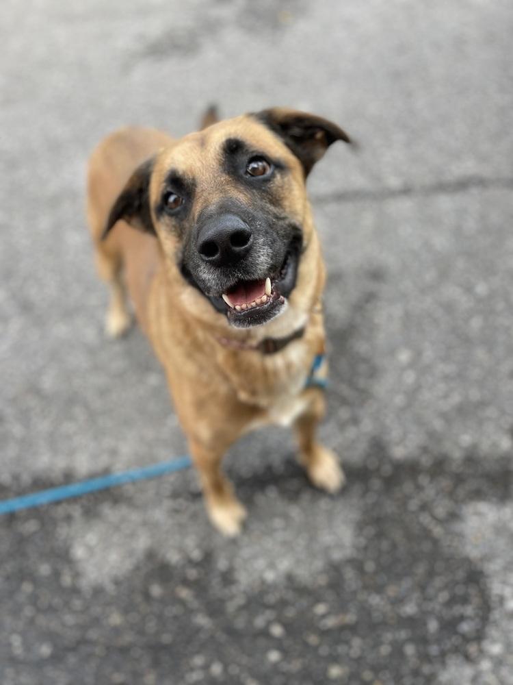 Enlarge Thor (fka Spunky), a Adoptable mixed breed in Springdale, PA image 4/6