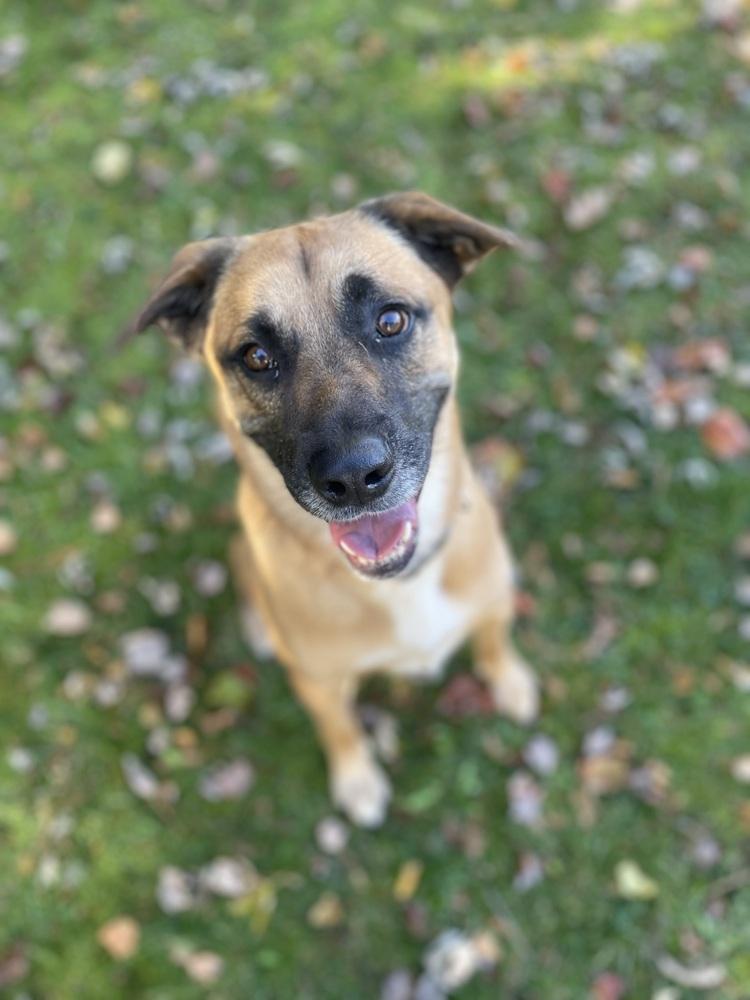 Enlarge Thor (fka Spunky), a Adoptable mixed breed in Springdale, PA image 5/6
