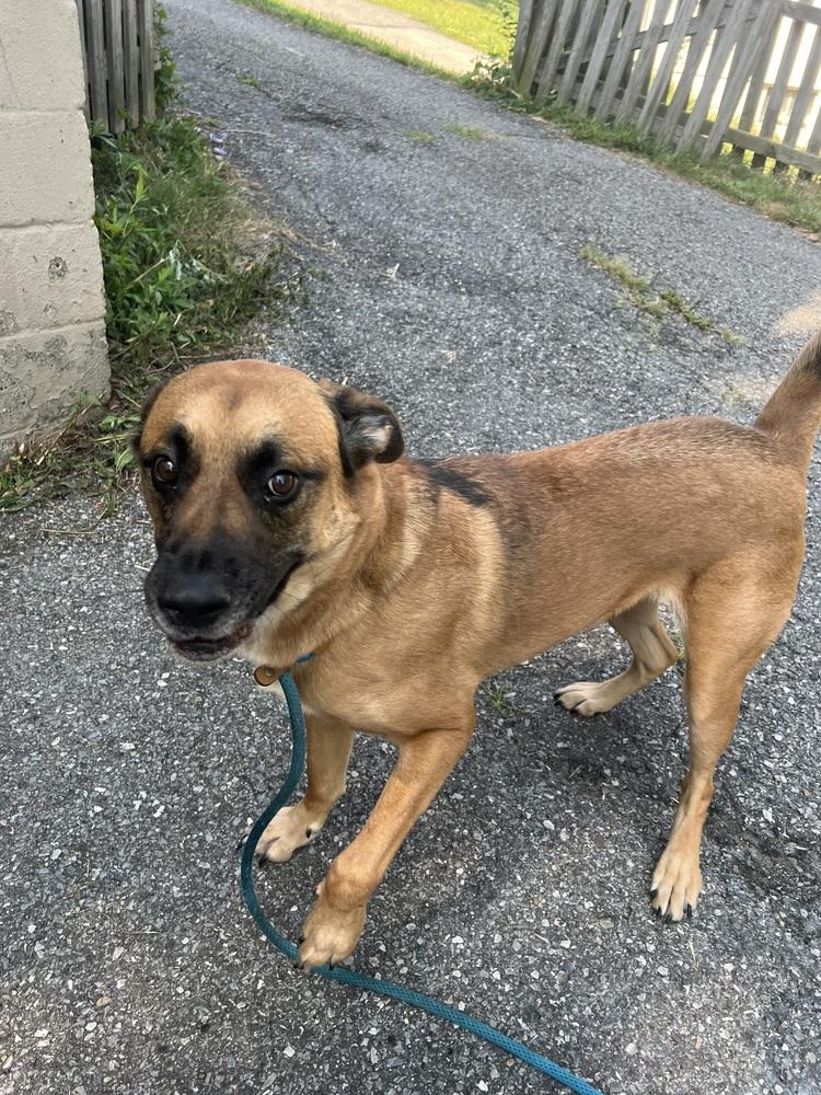 Enlarge Thor (fka Spunky), a Adoptable mixed breed in Springdale, PA image 6/6