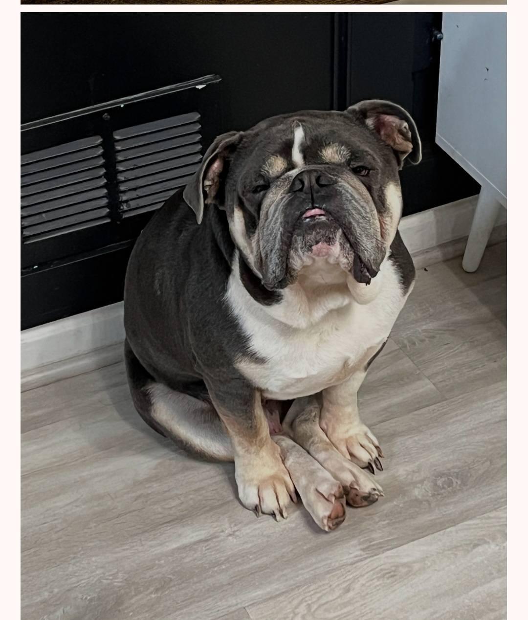 Enlarge Dallas, a Adopted English Bulldog in Ashville, OH image 1/3