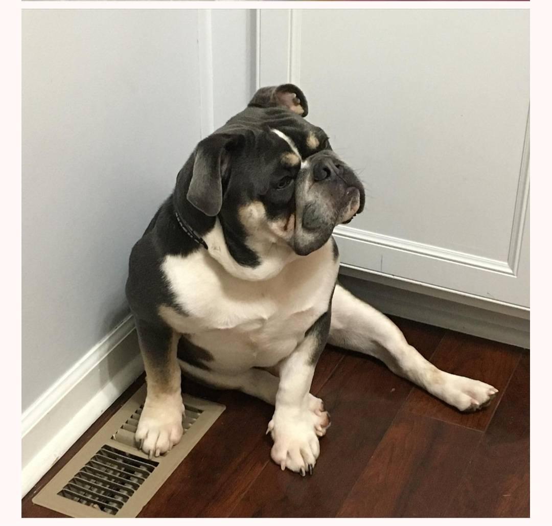 Enlarge Dallas, a Adopted English Bulldog in Ashville, OH image 2/3