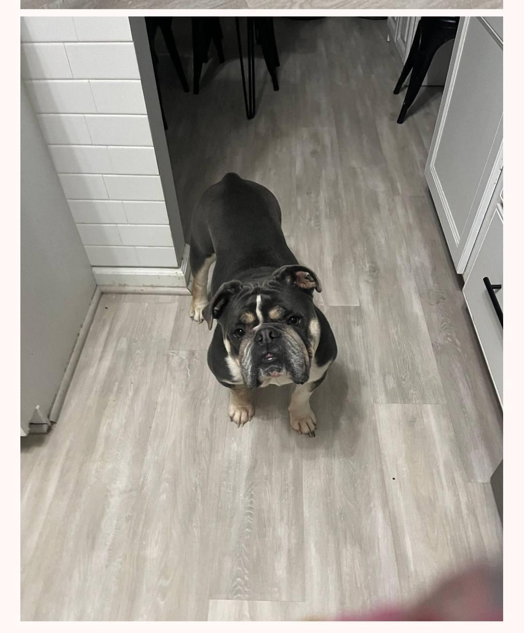 Enlarge Dallas, a Adopted English Bulldog in Ashville, OH image 3/3