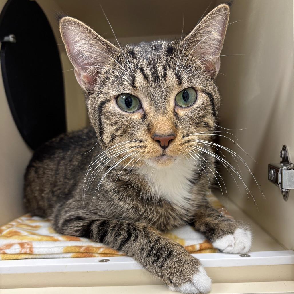 Noodle - In Foster to Adopt, Adoptable, Adult Male Domestic Short Hair.