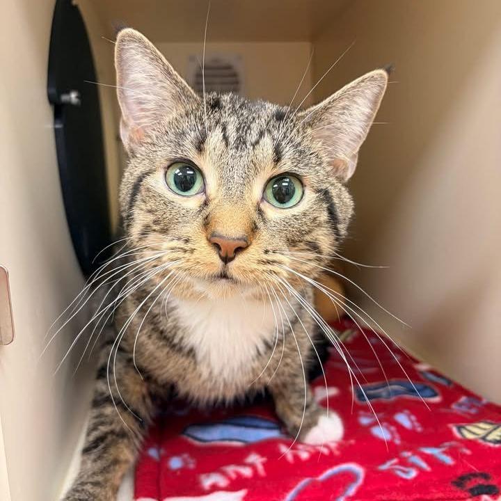 Enlarge Noodle - In Foster to Adopt, a Adoptable Domestic Short Hair in Naperville, IL image 2/2