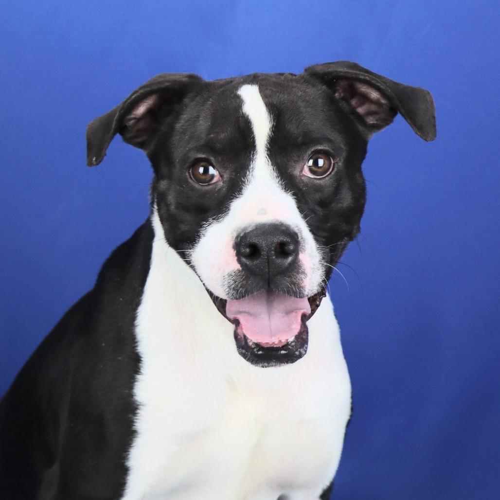 Spunky - 102206T, a Adoptable mixed breed in Tupelo, MS image 2/4