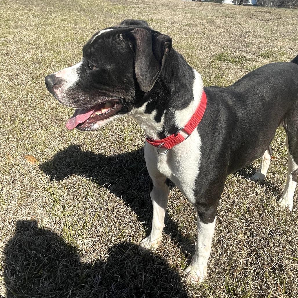 Spunky - 102206T, a Adoptable mixed breed in Tupelo, MS image 3/4