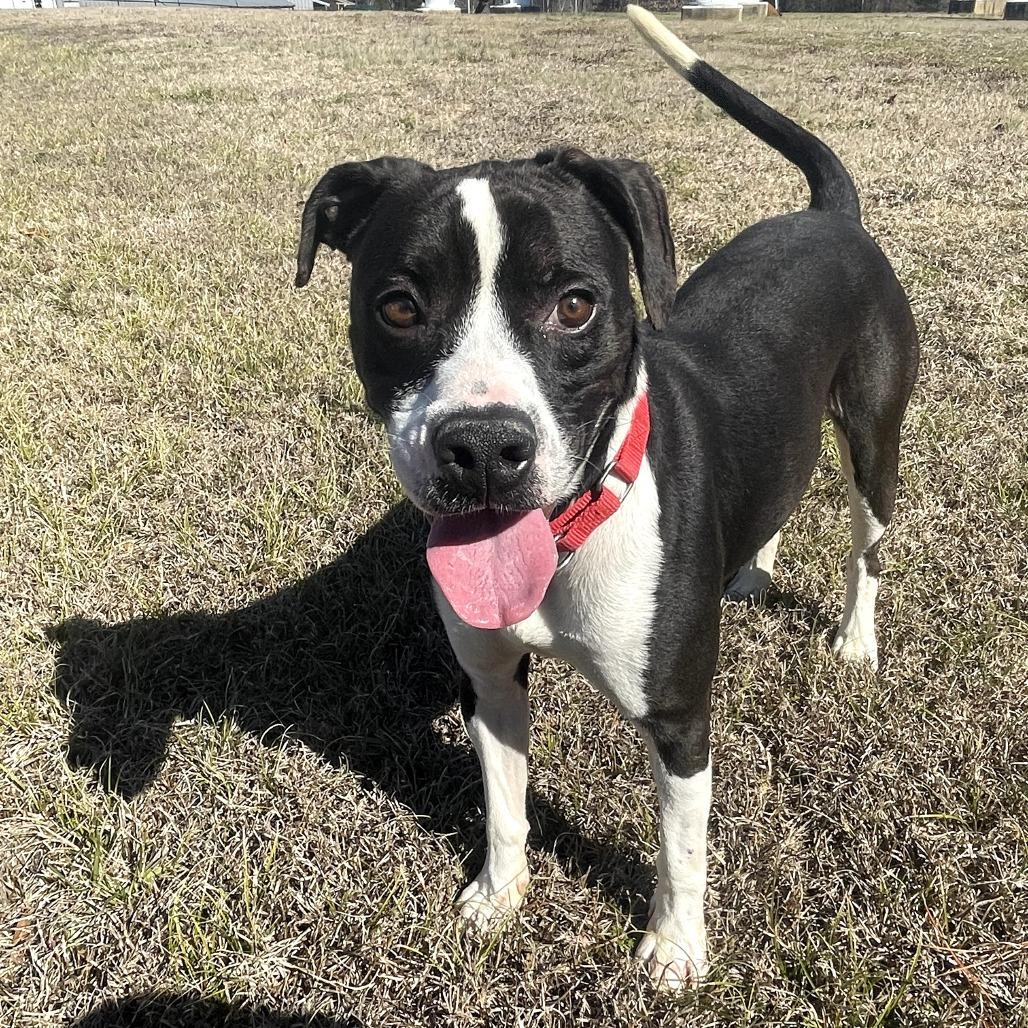 Spunky - 102206T, a Adoptable mixed breed in Tupelo, MS image 4/4