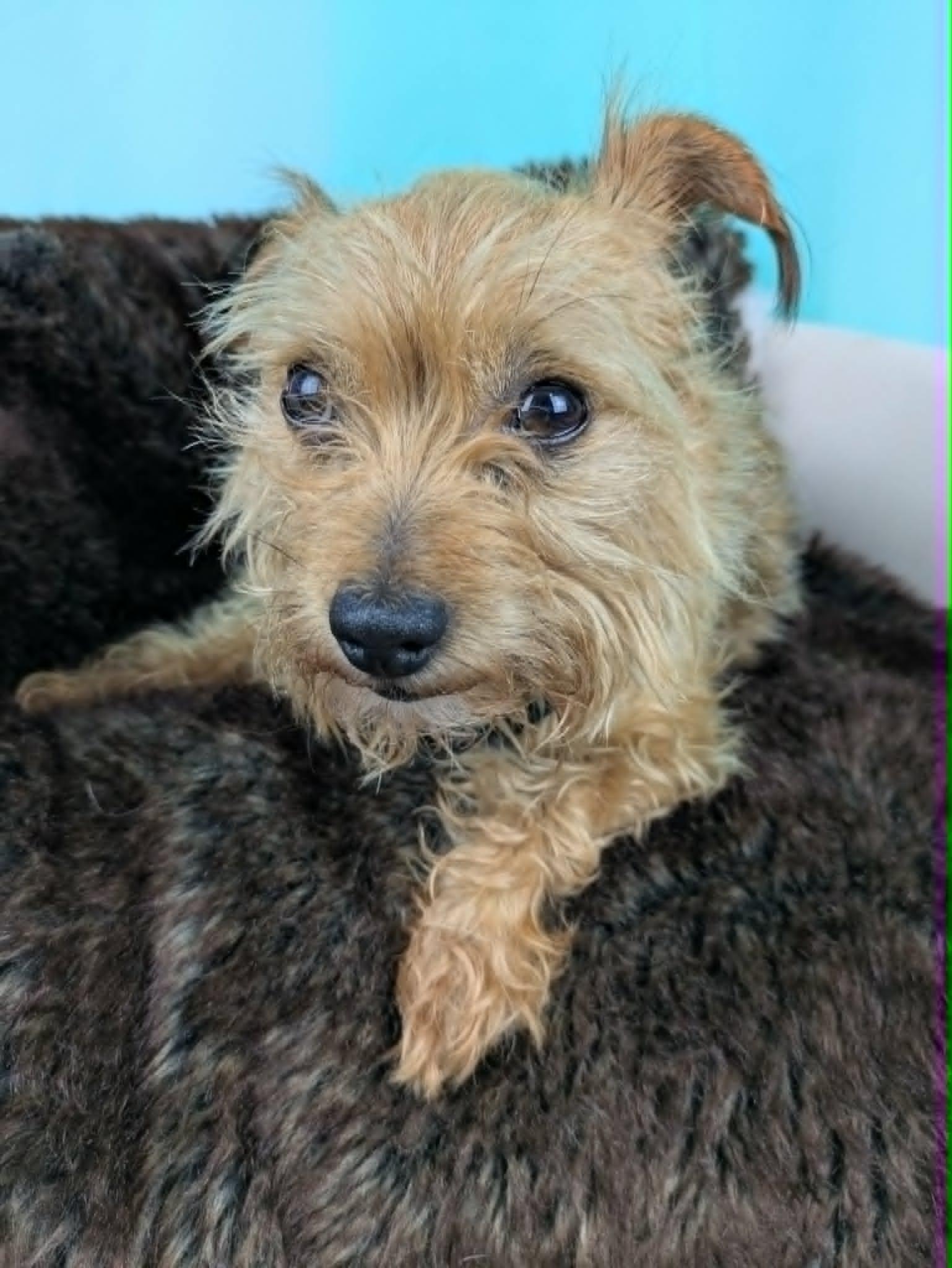 Enlarge Tilly, an adopted Yorkshire Terrier in Round Rock, TX image 3/3