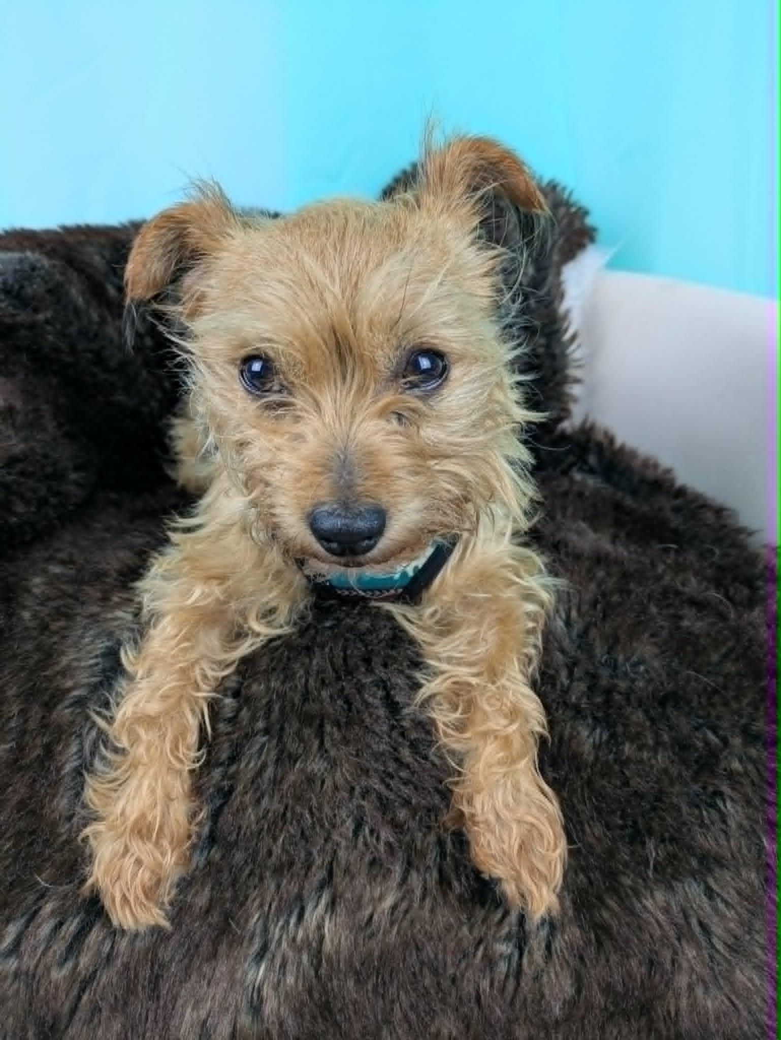 Tilly, adopted, Adult Female Yorkshire Terrier.