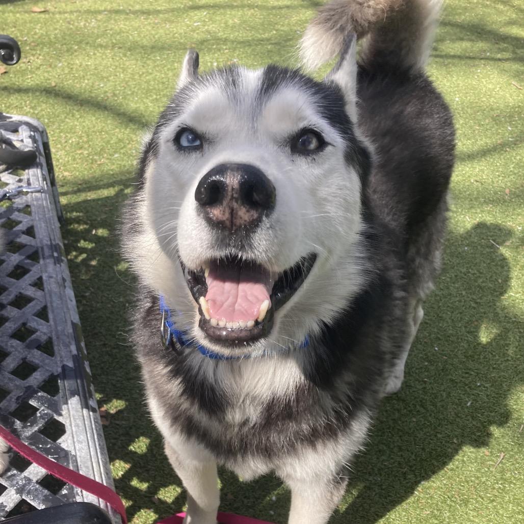 Tovy, Adoptable, Senior Male Husky.