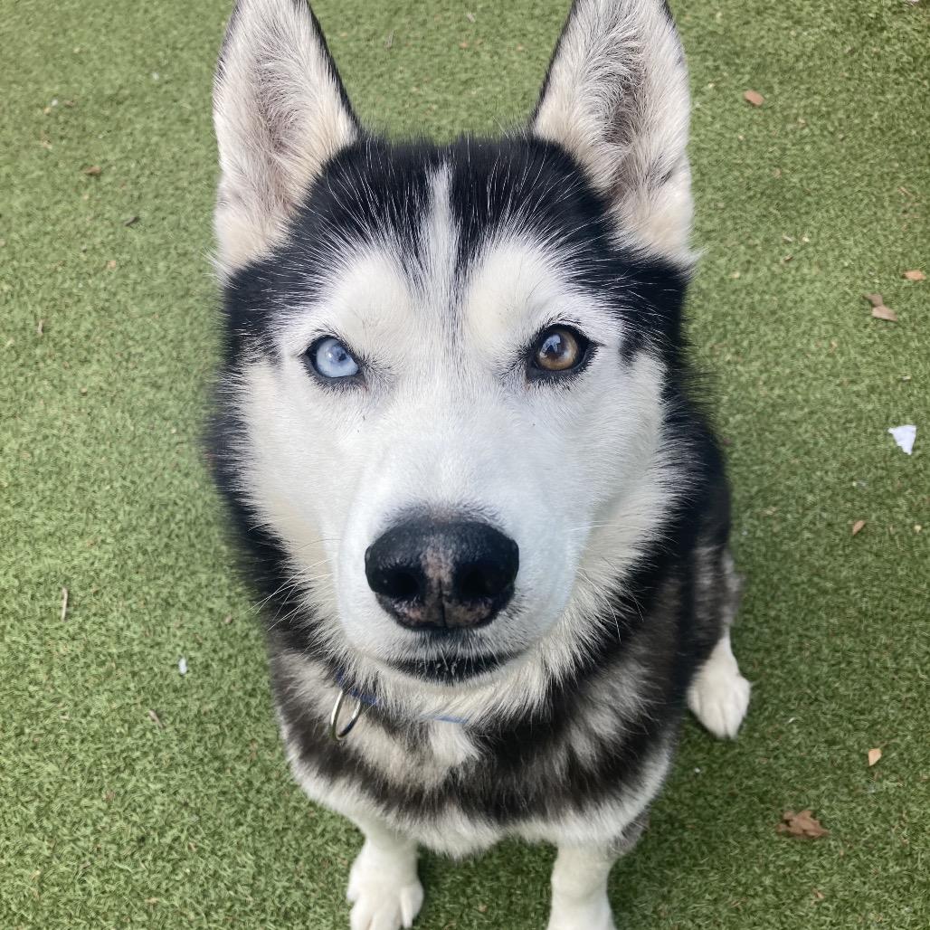 Enlarge Tovy, a Adoptable Husky in Providence, RI image 2/6