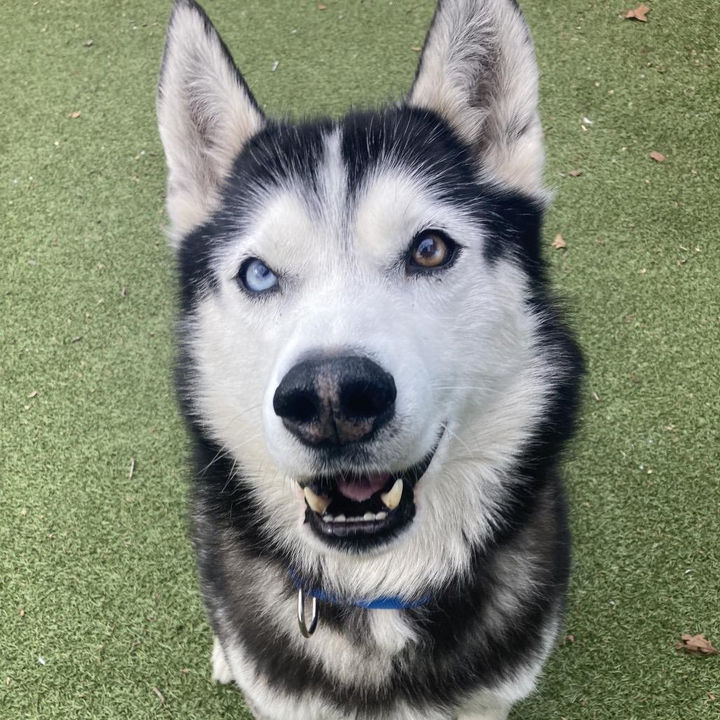 Enlarge Tovy, a Adoptable Husky in Providence, RI image 3/6