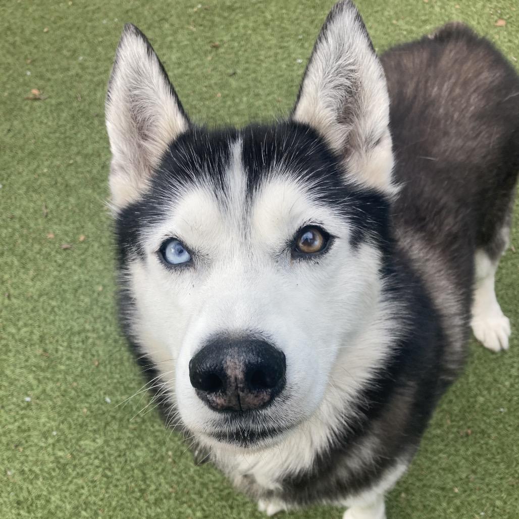 Enlarge Tovy, a Adoptable Husky in Providence, RI image 4/6