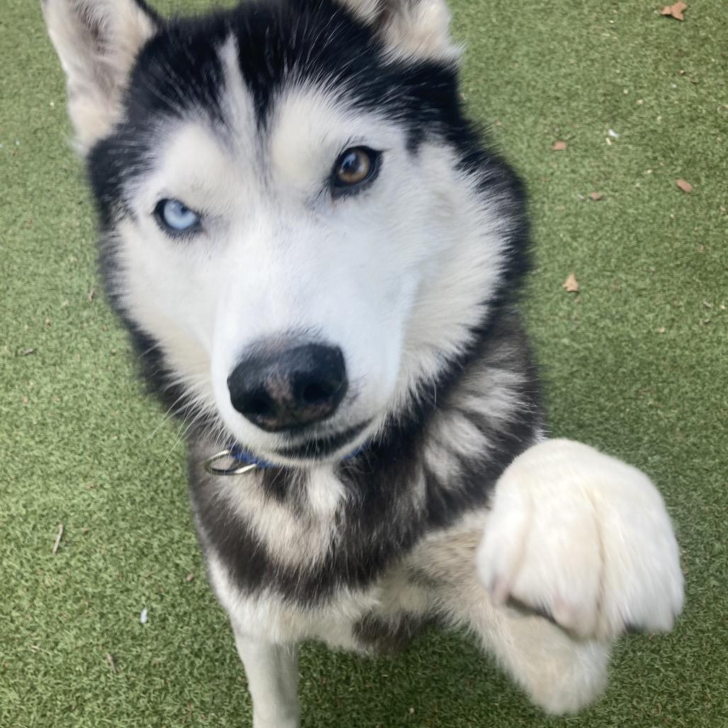 Enlarge Tovy, a Adoptable Husky in Providence, RI image 5/6