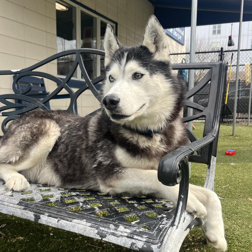 Enlarge Tovy, a Adoptable Husky in Providence, RI image 6/6