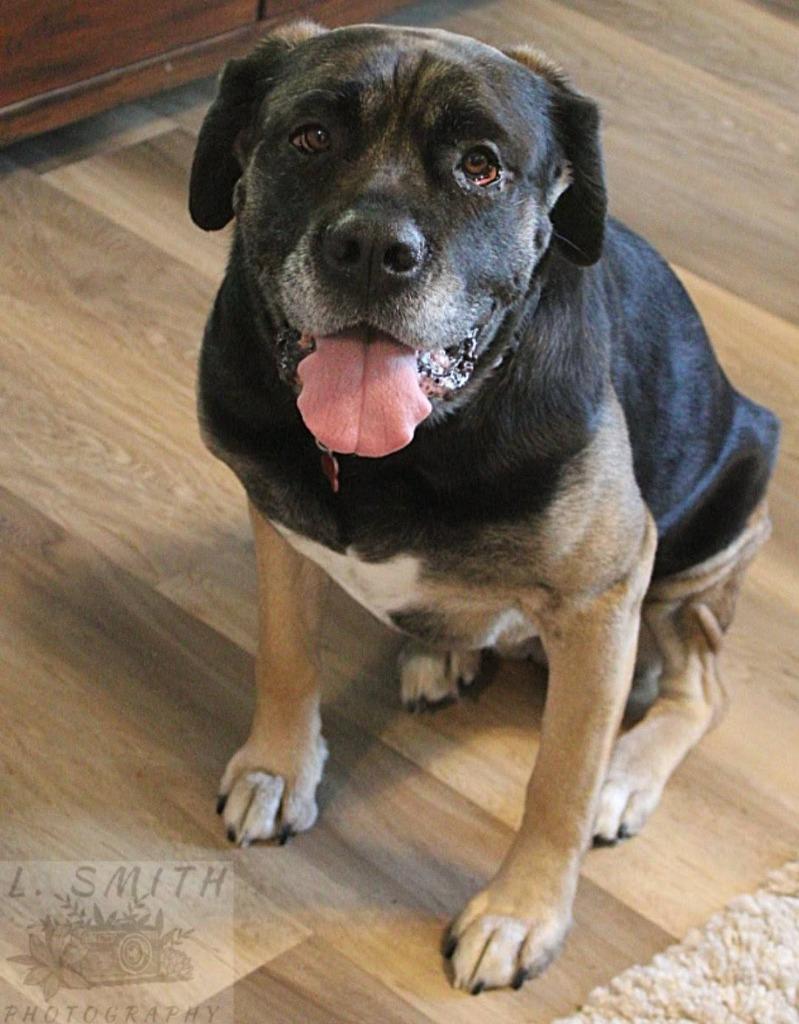 Enlarge Molly Weasley, a Adoptable mixed breed in Kettering, OH image 3/5