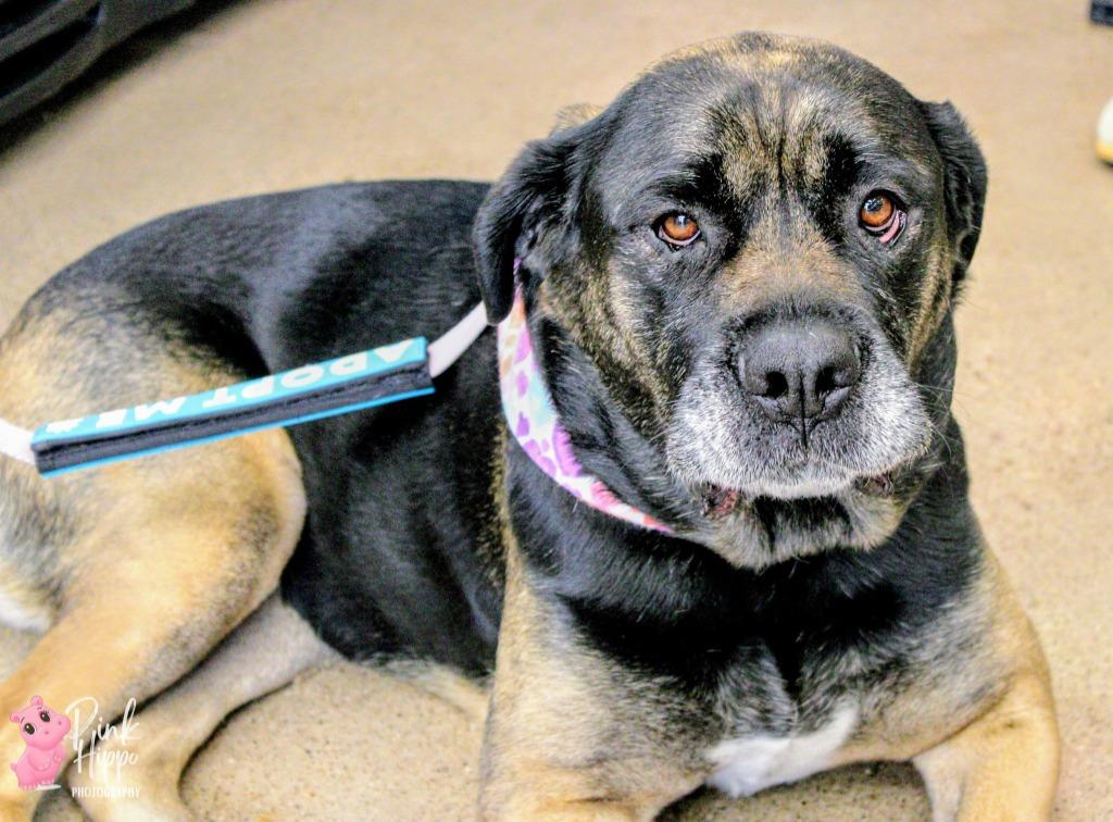 Enlarge Molly Weasley, a Adoptable mixed breed in Kettering, OH image 4/5