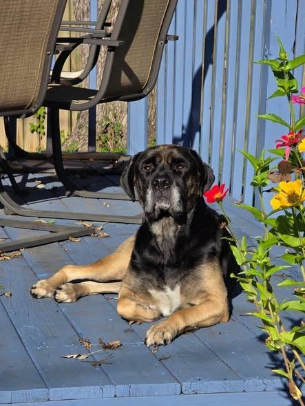 Enlarge Molly Weasley, a Adoptable mixed breed in Kettering, OH image 5/5