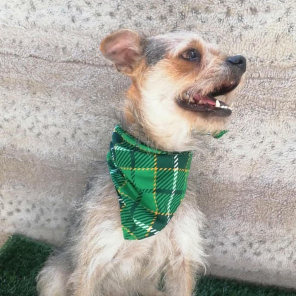 Charlie B. thumbnail 4