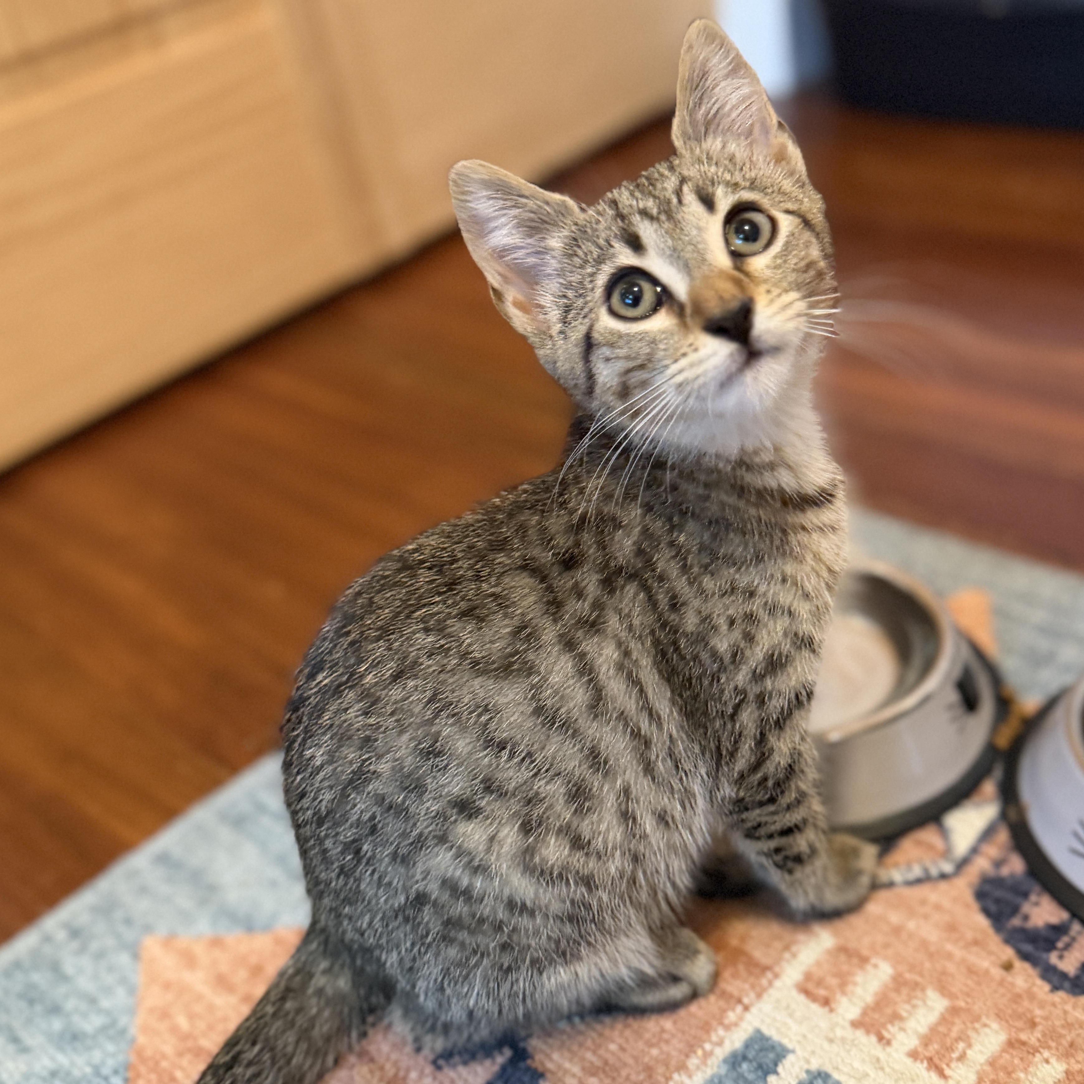 Leo II, ADOPTABLE, Kitten Male Domestic Short Hair.