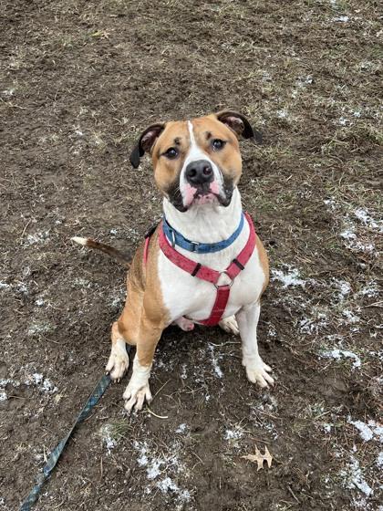 Kingston, Adoptable, Adult Male Pit Bull Terrier & Mixed Breed.