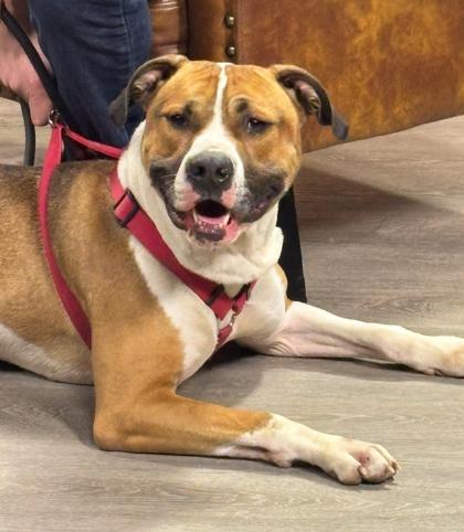 Kingston, a Adoptable mixed breed in Cincinnati, OH image 1/2