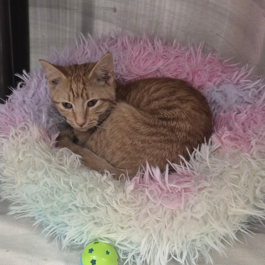 Gingersnap, Adoptable, Kitten Female American Shorthair.
