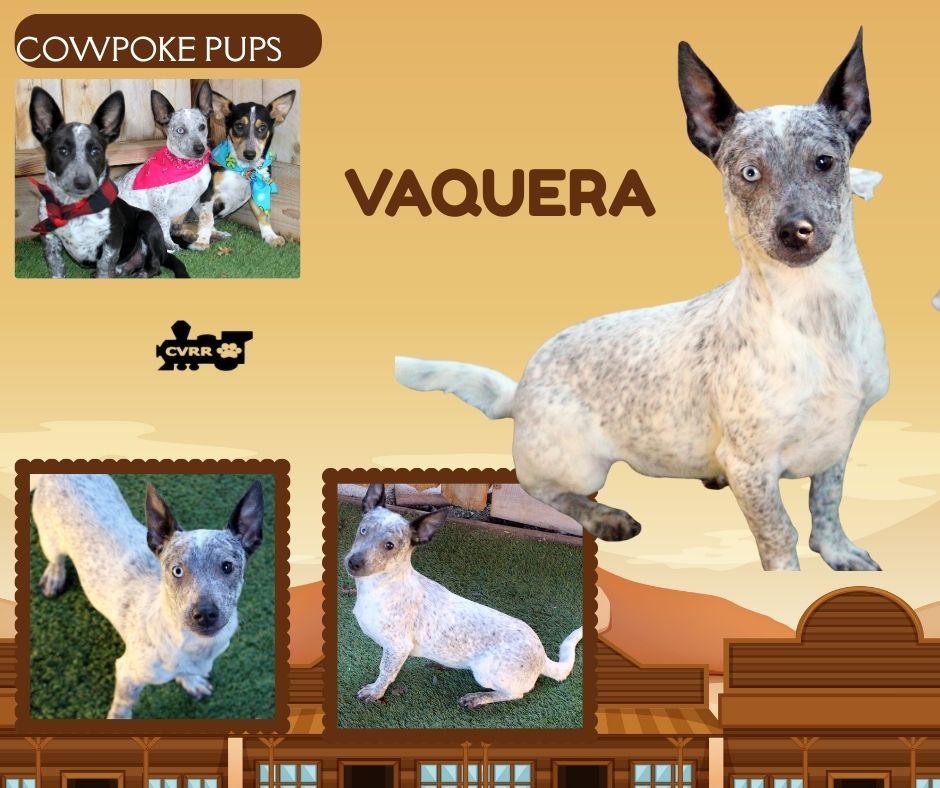 Enlarge Vaquera (Puppy), a Adoptable mixed breed in LINDSAY, CA image 1/1
