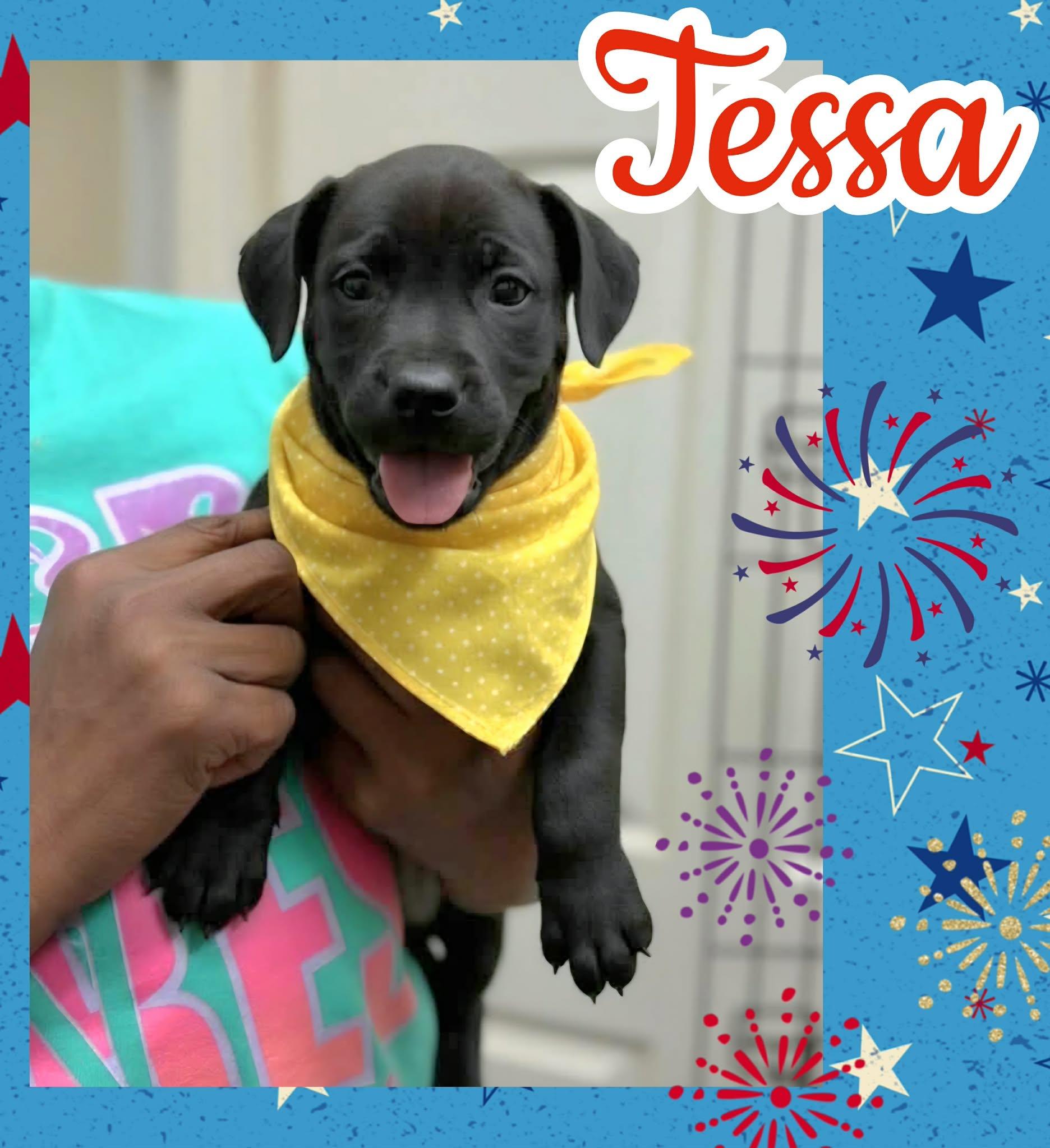 Enlarge Tessa, a ADOPTABLE mixed breed in Ringwood, NJ image 2/2