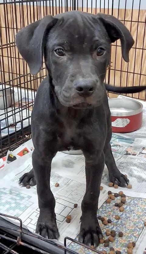 Tessa, ADOPTABLE, Puppy Female Rottweiler & Labrador Retriever.