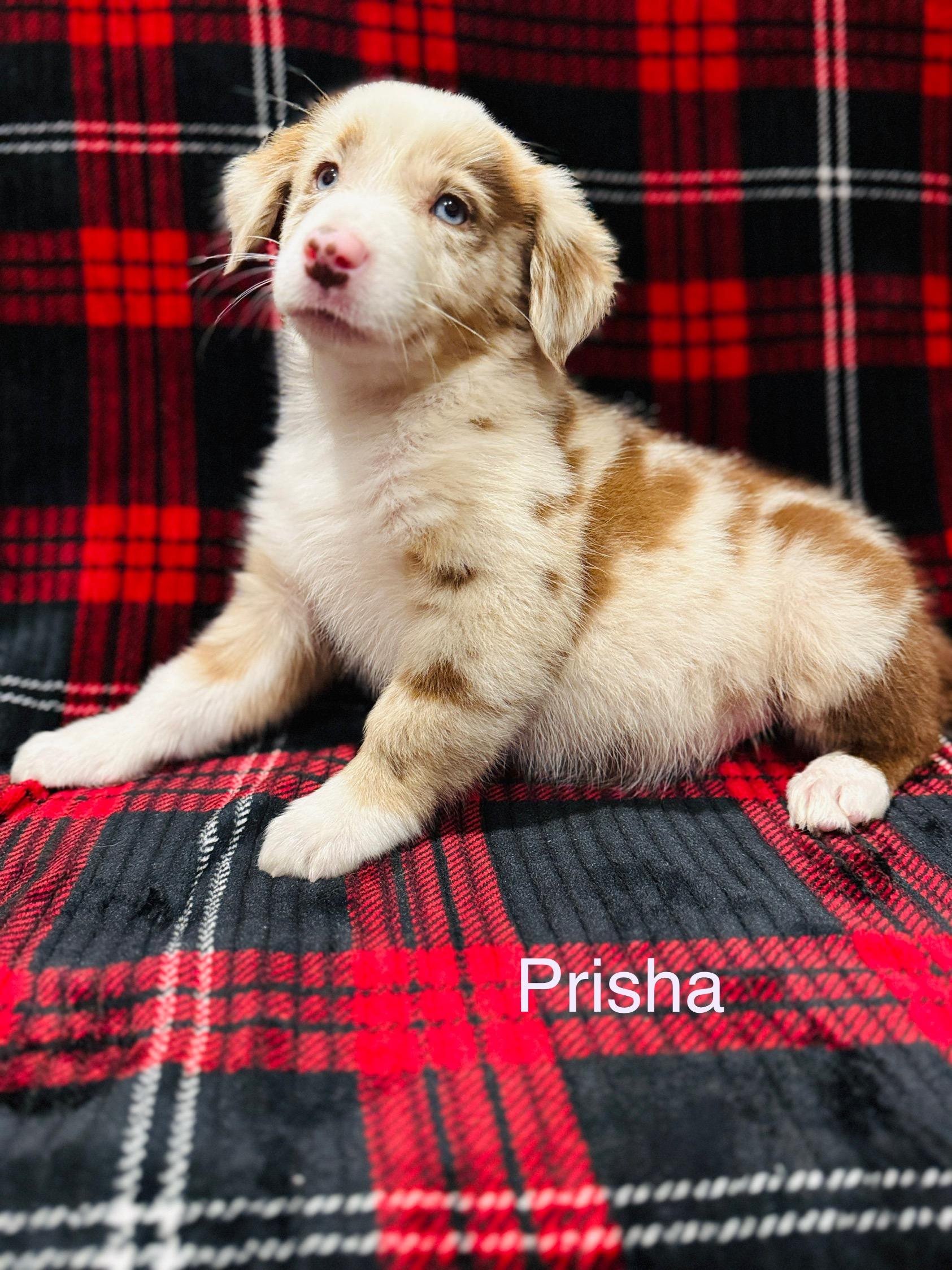 Prisha