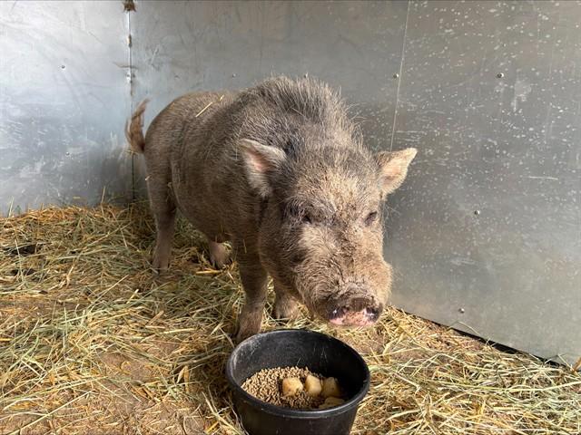 Enlarge HANK, a Adoptable Pig in Colorado Springs, CO image 1/1