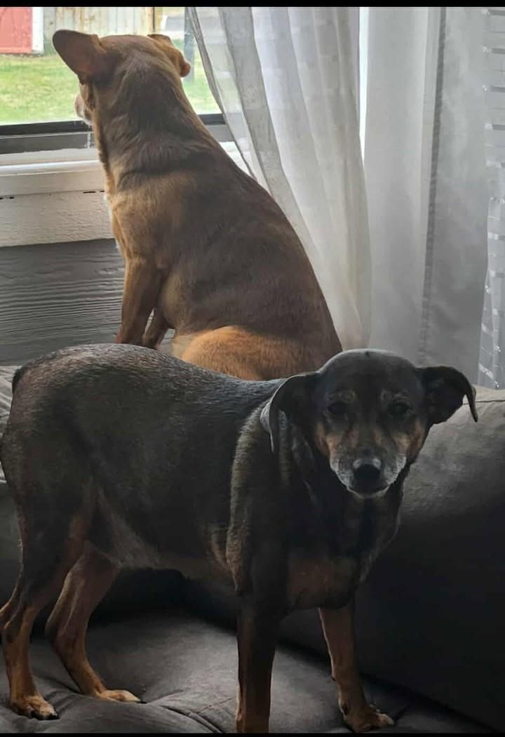 Enlarge Dobby and Bailey, a Adoptable Mixed Breed in Virginia Beach, VA image 1/4