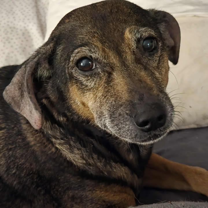 Enlarge Dobby and Bailey, a Adoptable Mixed Breed in Virginia Beach, VA image 2/4