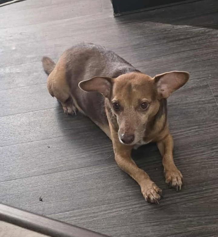 Enlarge Dobby and Bailey, a Adoptable Mixed Breed in Virginia Beach, VA image 4/4
