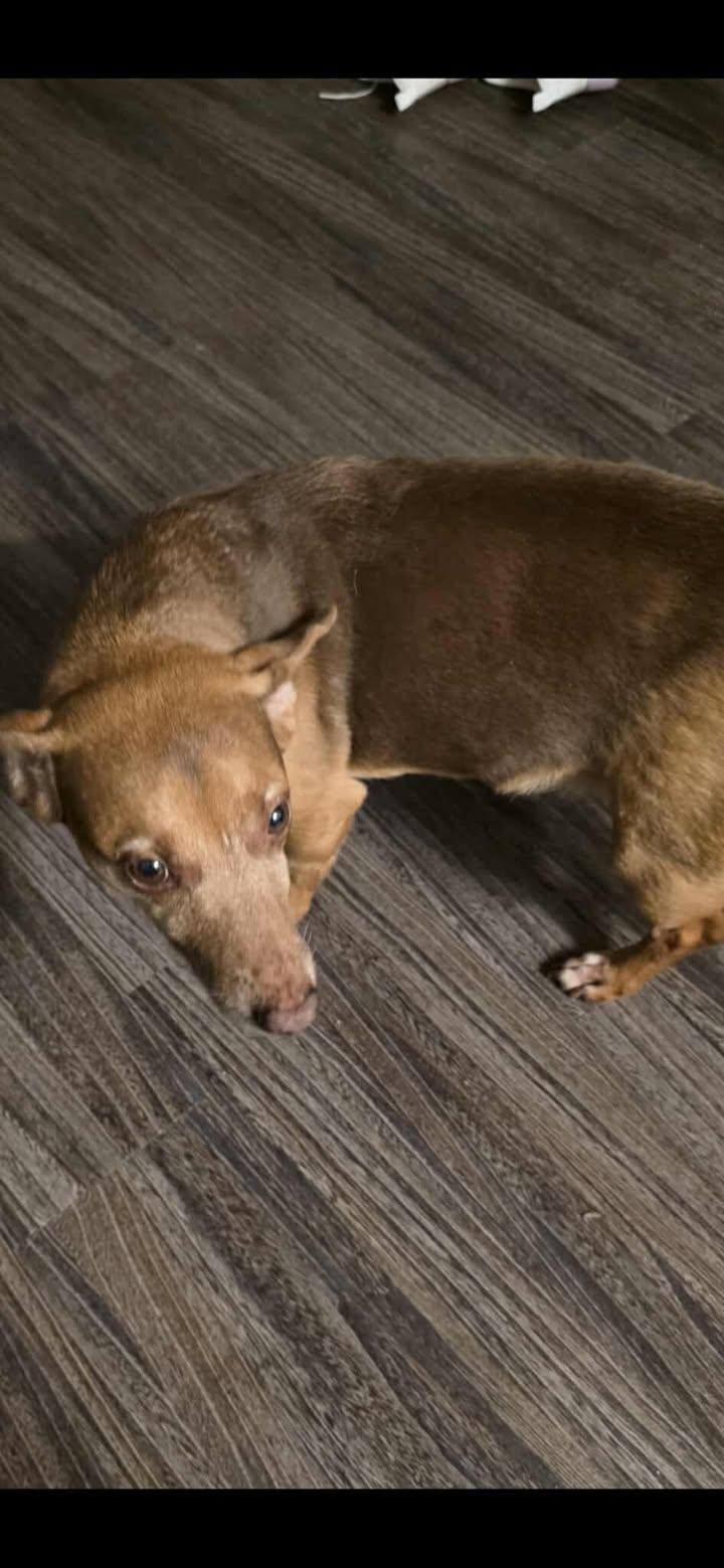 Enlarge Dobby and Bailey, a Adoptable Mixed Breed in Virginia Beach, VA image 3/4