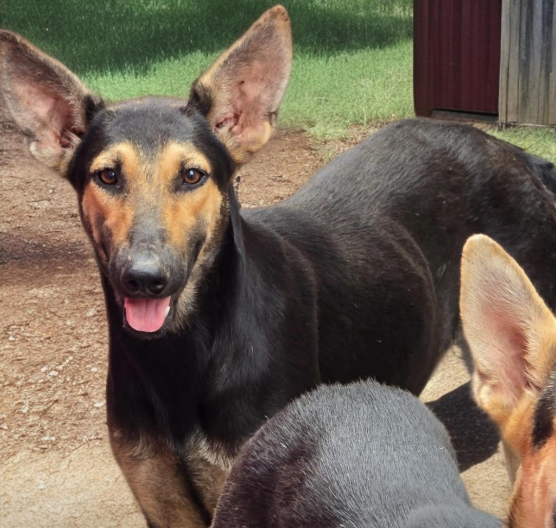 Enlarge Chela, a Adoptable mixed breed in Central Islip, NY image 2/2