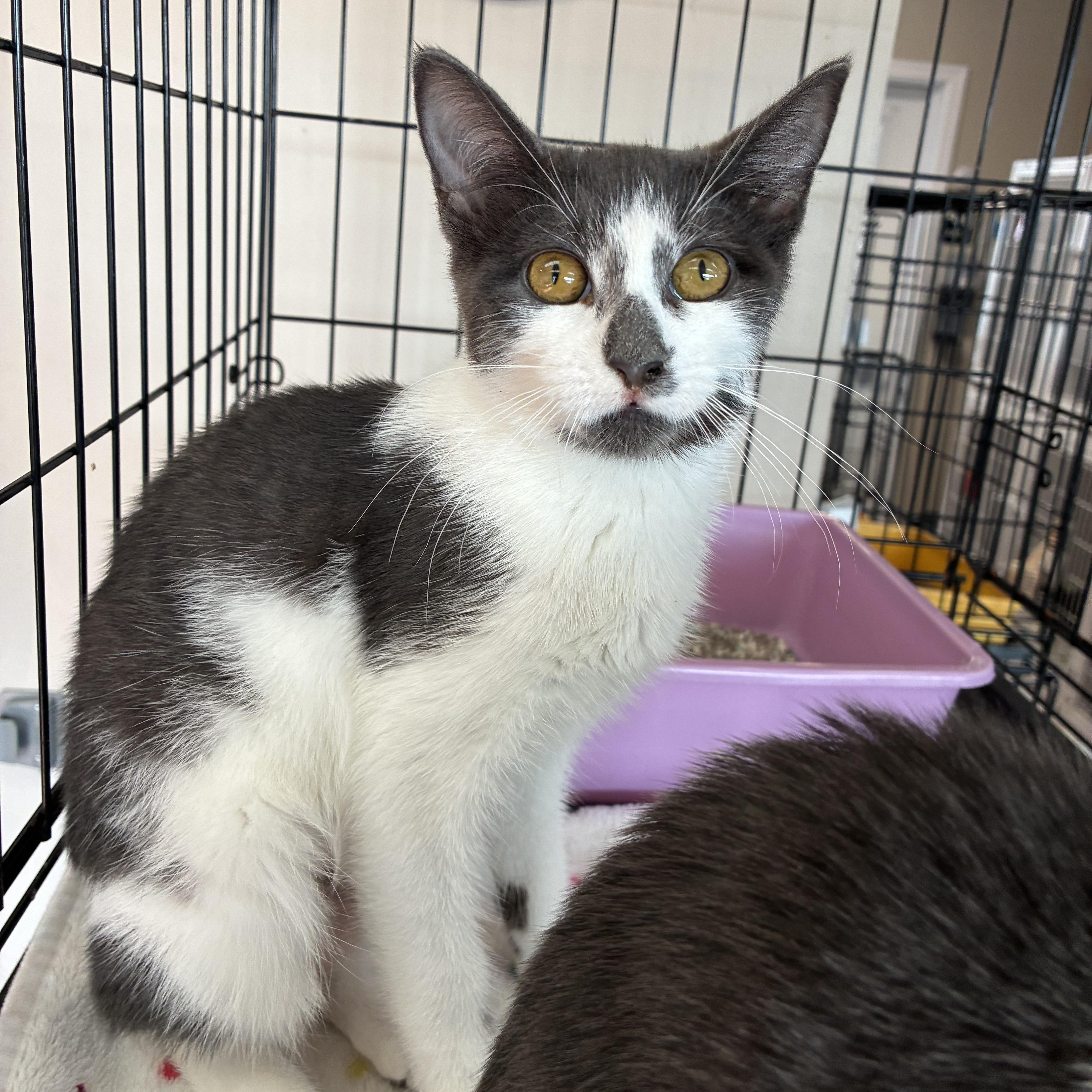 Enlarge McNugget, a Adoptable Domestic Short Hair in Breinigsville, PA image 3/4