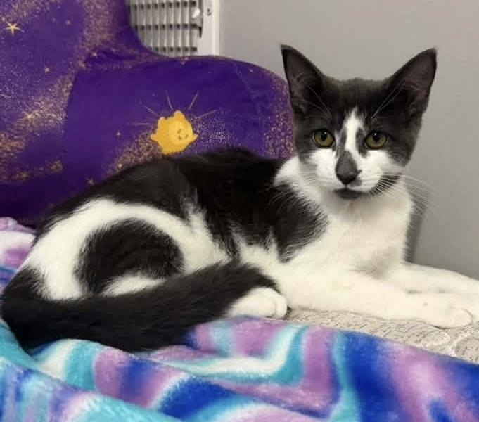 Enlarge McNugget, a Adoptable Domestic Short Hair in Breinigsville, PA image 4/4