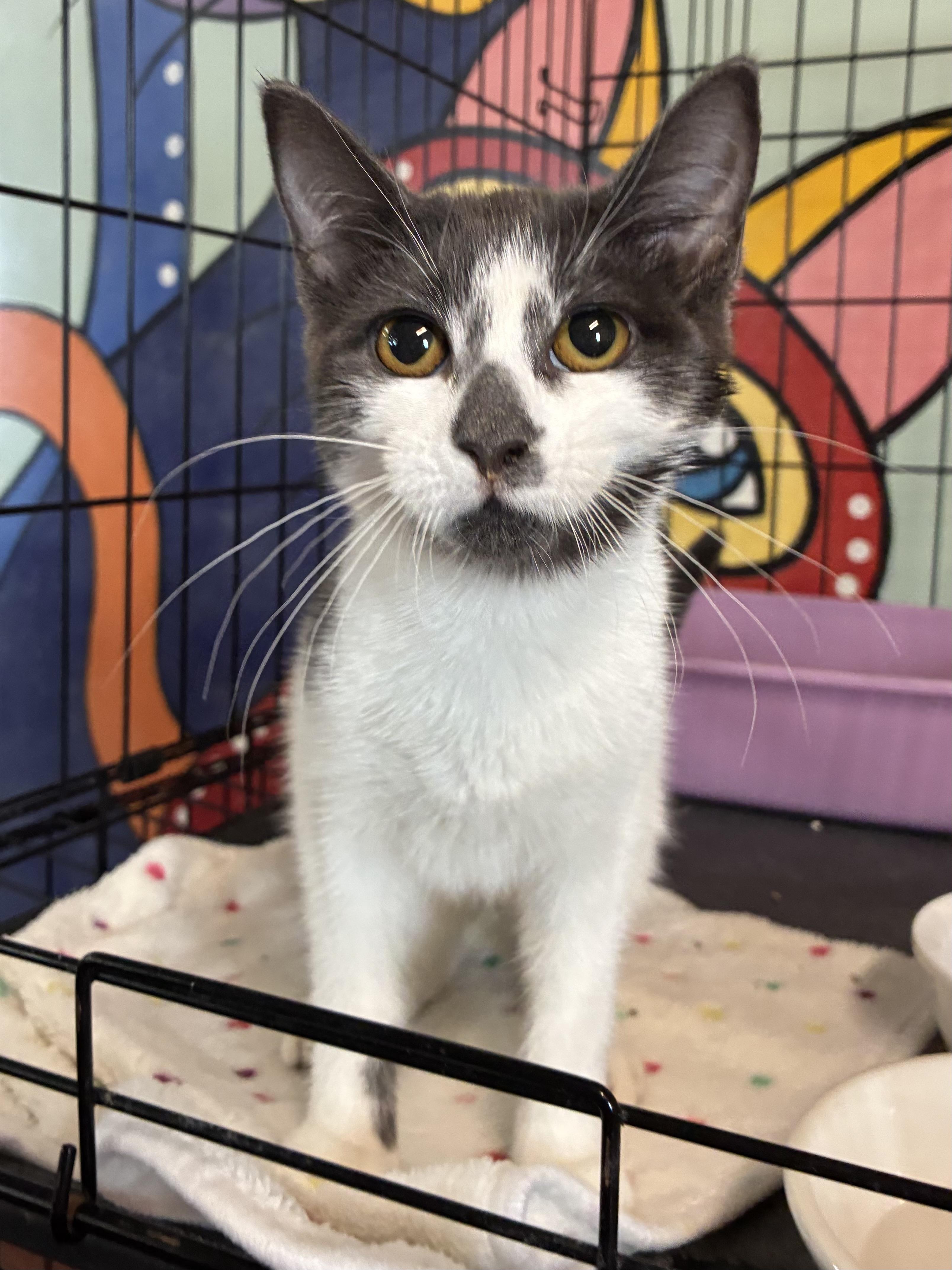 Enlarge McNugget, a Adoptable Domestic Short Hair in Breinigsville, PA image 1/4